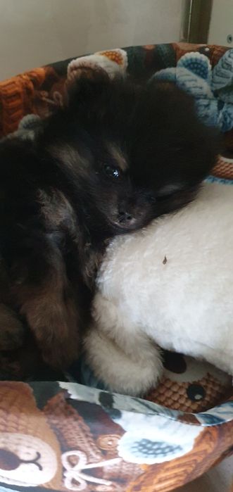 Продам  шпица полтара месяц