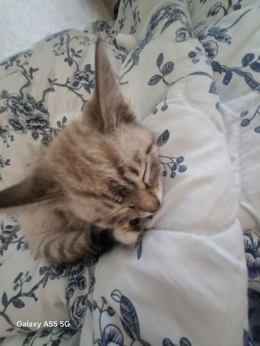 Котенок бесплатно