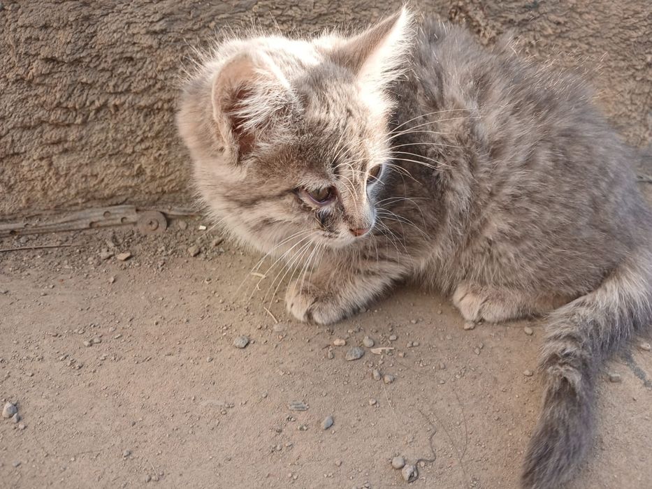 Даром отдам котенка