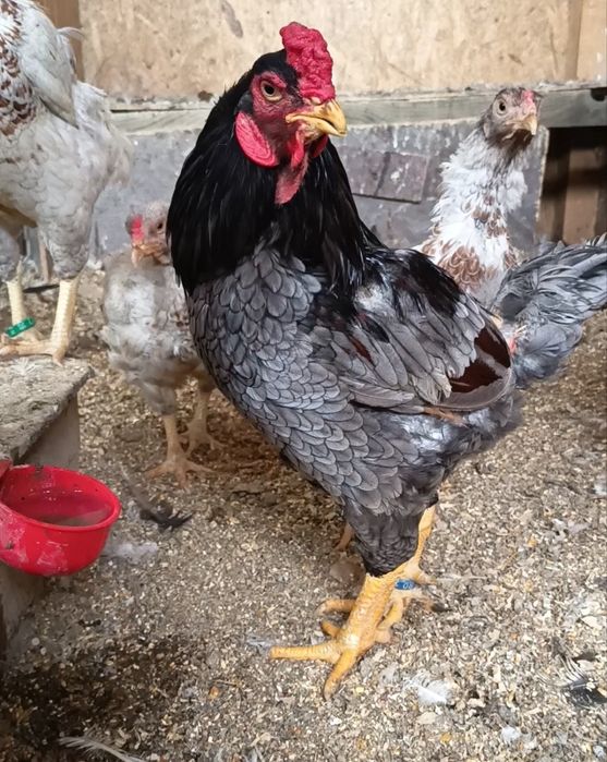 Familii  cochinchina,brahma,combatant indian.