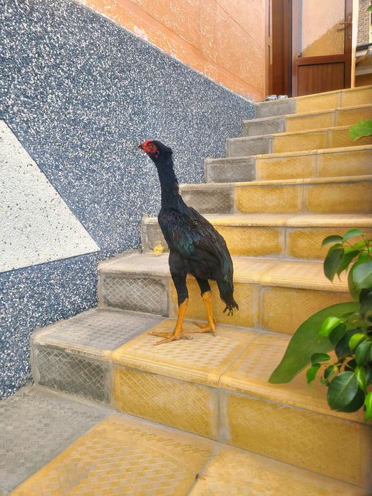 shamo tozasini sorganalaga