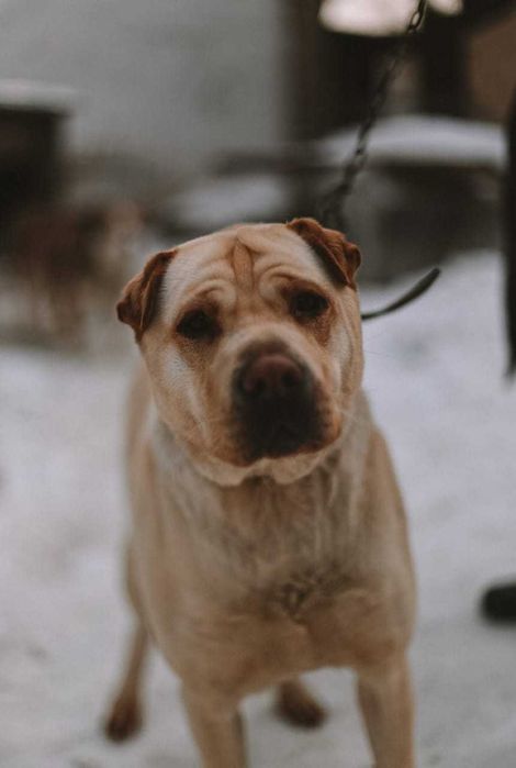 Собака в добрые руки