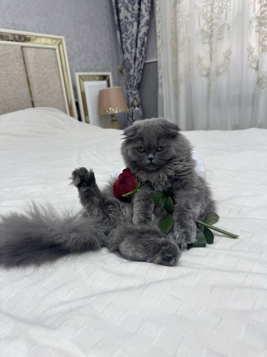 Britanian Scottish Fold