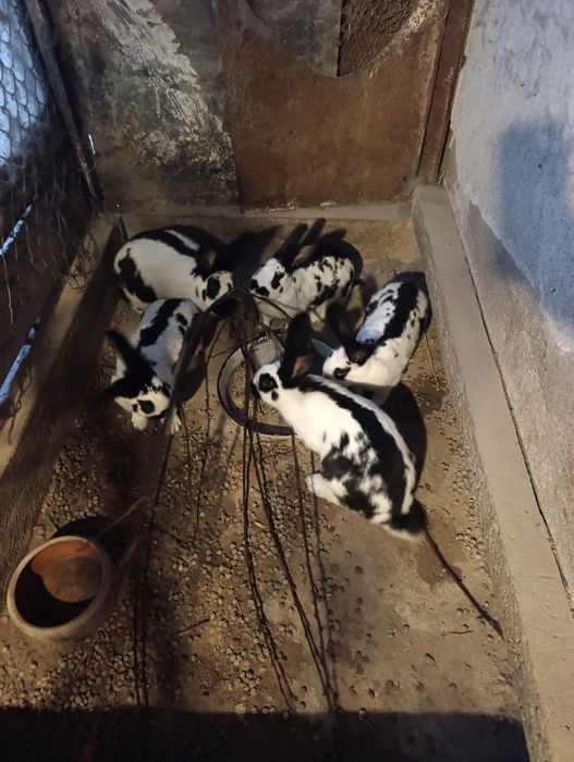 Зайци.на 4 5 месеца