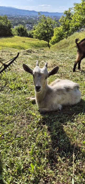 De vanzare caprite,tap si iezi