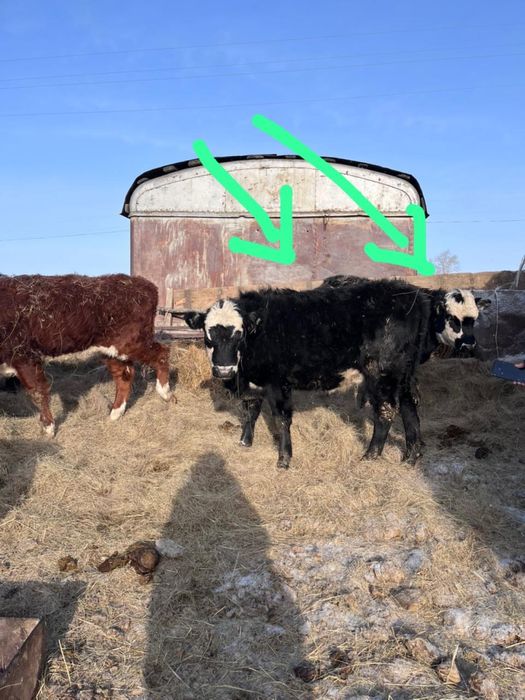 Продам телочек Ангус 7 голов, 3.5 млн