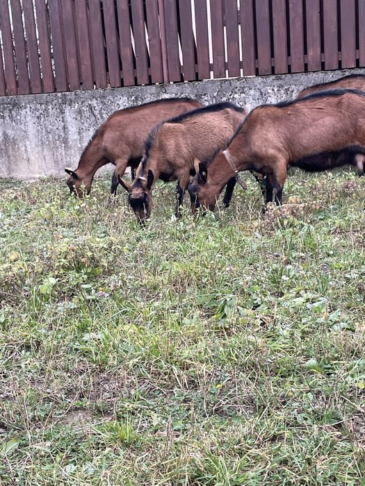 Capre alpine franceze si metisi