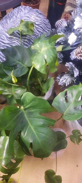 Комнатные растения