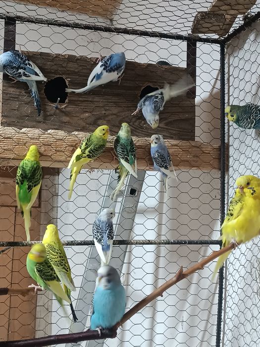 Papagali peruși.