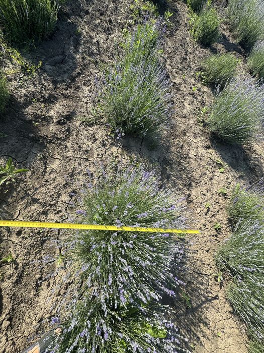 Lavanda tufe anul 3- producator atestat