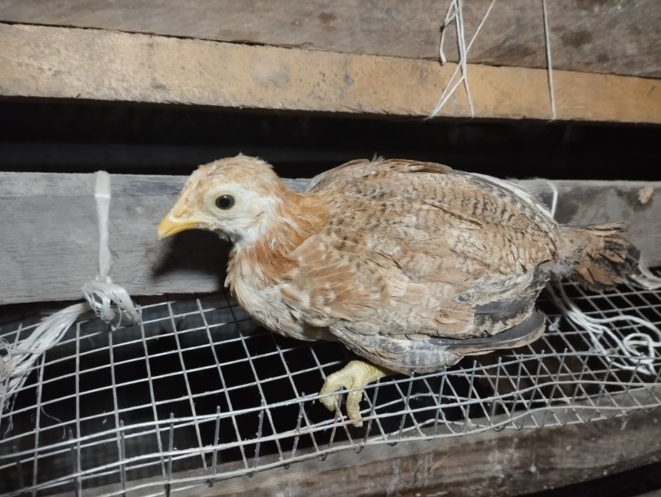 Бентамкалар балапандары.