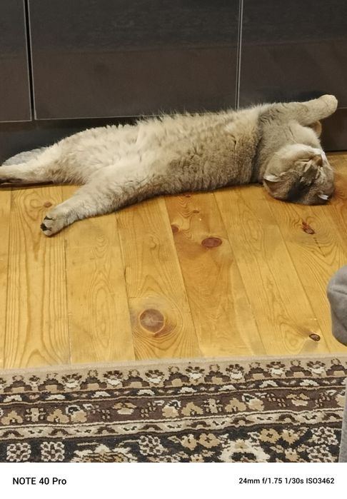 Продаётся 9 месячный катено.Шатнанский  фолд. Акрас залатая шиншилла.