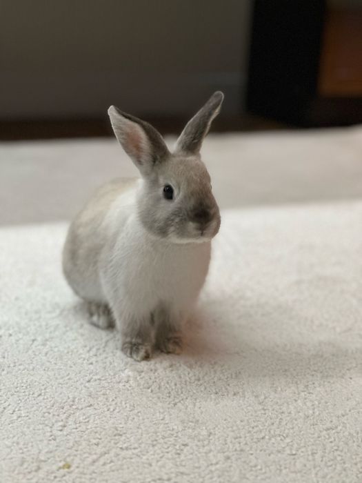 Продам декоративного кролика
