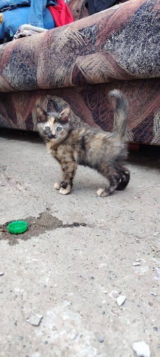 Котенок крысоловка
