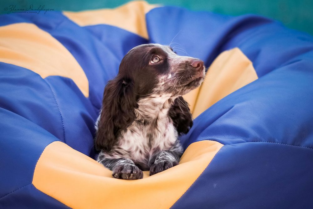 Русский Спаниель из питомника "ChokkoRos"