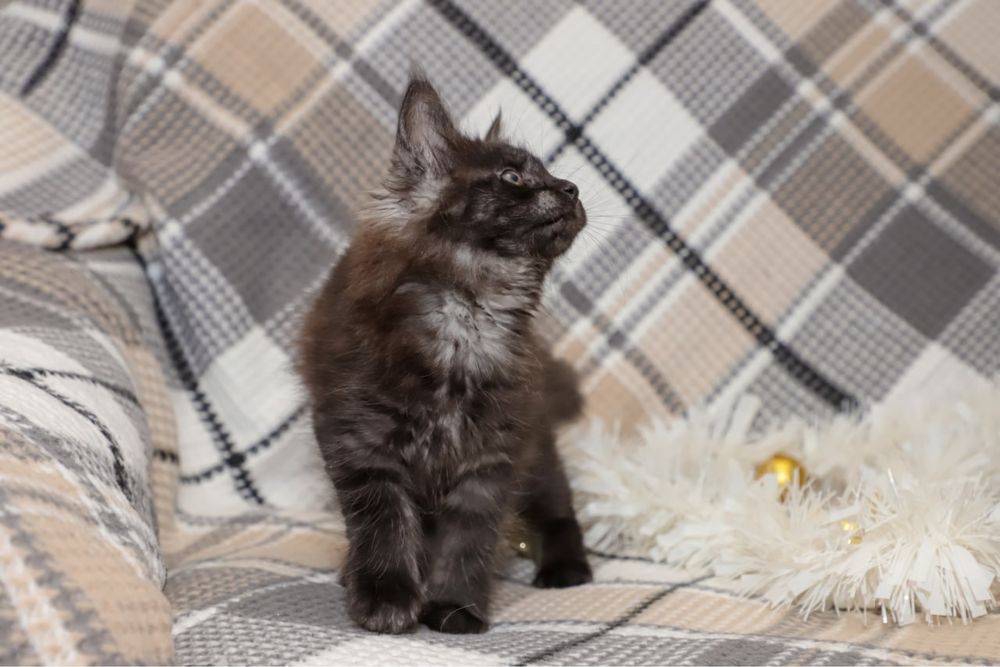 Кошечка породы мейн кун, окрас серный дым