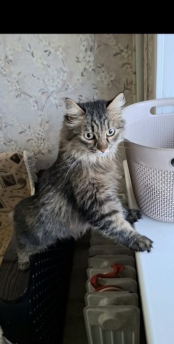 Сибирская кошечка Багира в добрые руки!