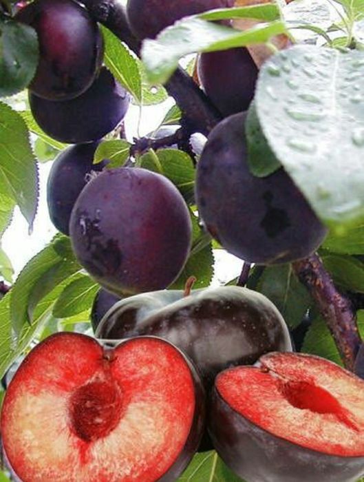 Cais Deosebit (Aprisali )