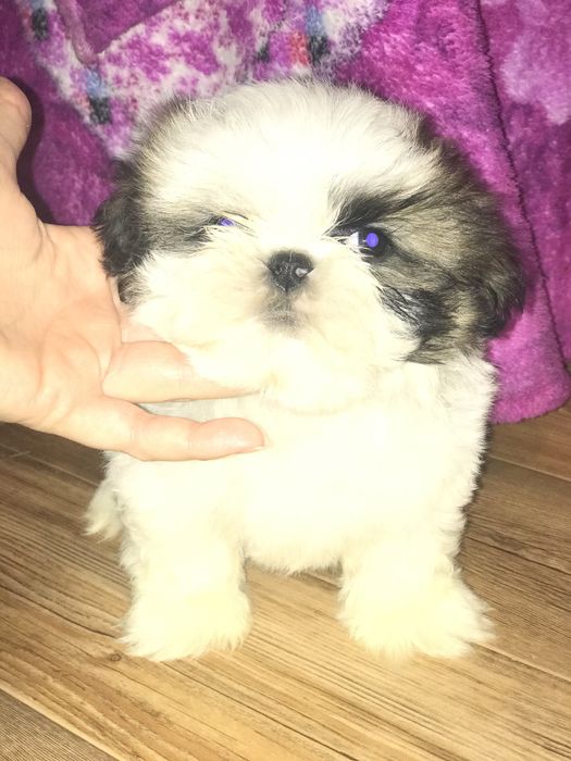 Ши-тцу малыши. Шитцу