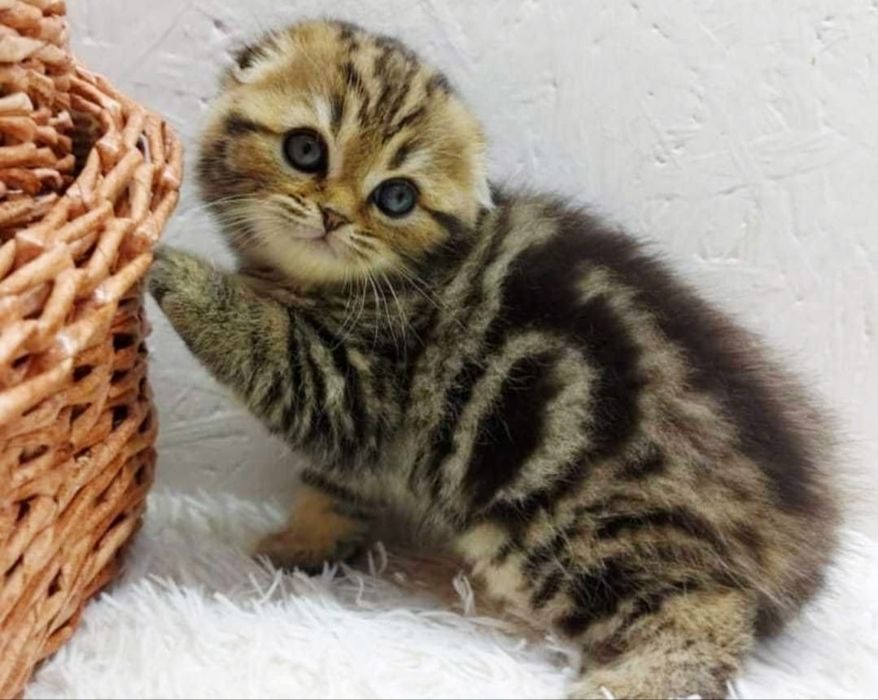 висЛоуХие ШотЛанДские