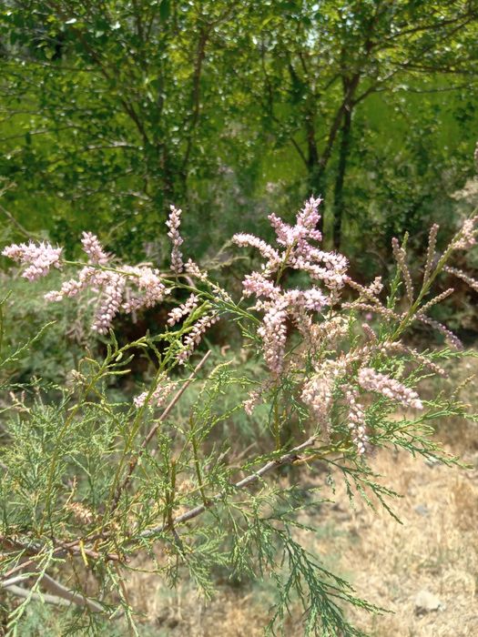 Miere din Delta Dunării, din flora spontană, sălbatică bio a deltei