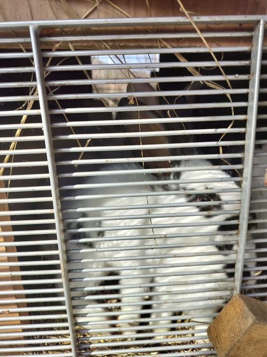 Vând iepuri pui și adulti