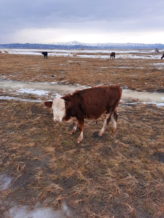 Продаются телята бычки