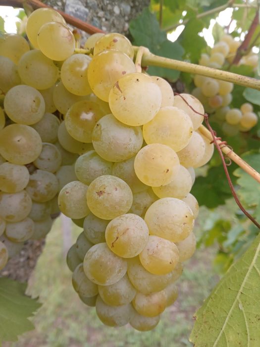 Struguri muscat ottonel