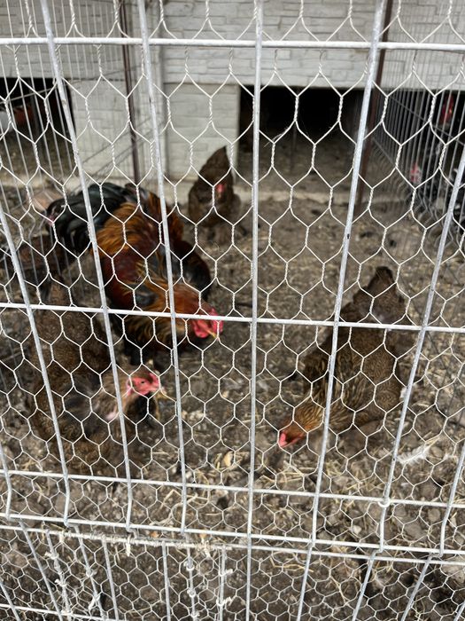 Vând păsări rasă pură Brahma Potârnichiu