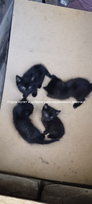 Отдам в добрые руки 4 котят