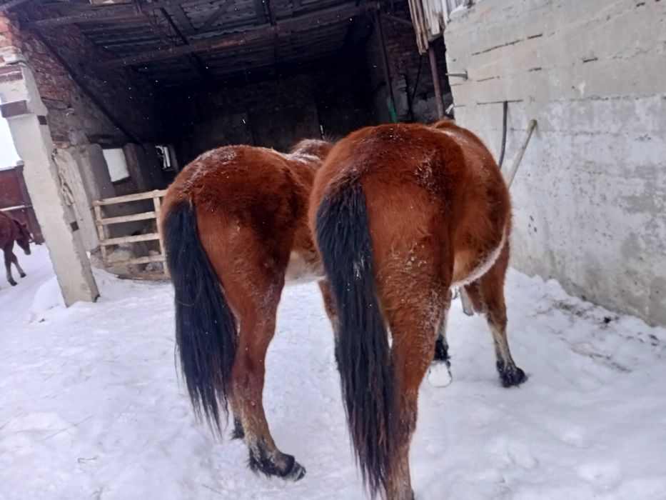 Продам тайлар согым