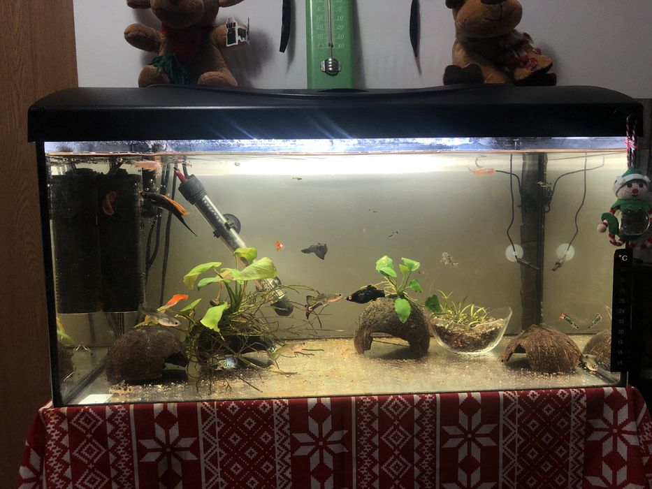 Acvariu diversa  60x30x30 de vanzare 600 lei
