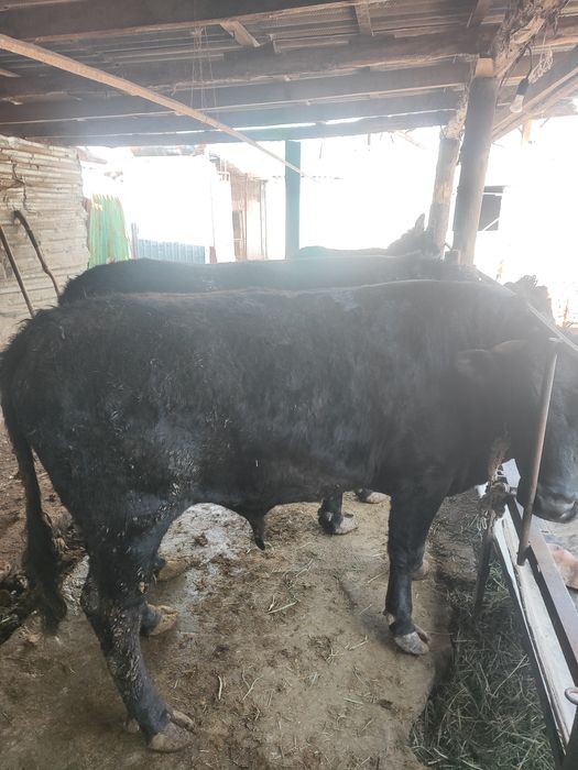 Продаются бычки ангус