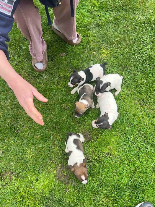 Джак Ръсел.          .