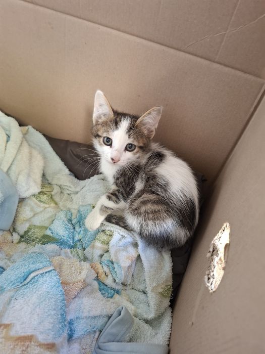 Отдам котят в добрые руки