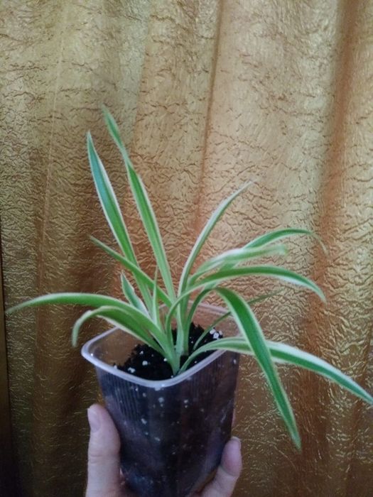 Хлорофитум вариегатный. Продам