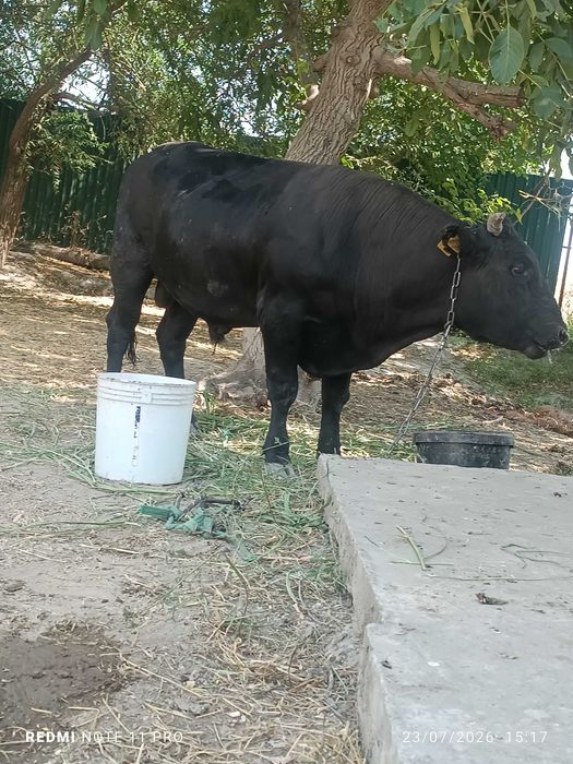 Buqalar sotiladi 4xil