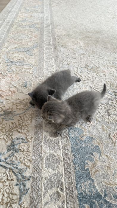 Отдам котят за плитку шоколадки ,
