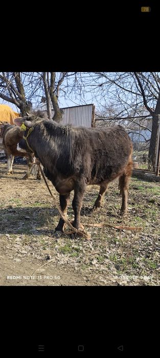 Продам годовалую тёлку!