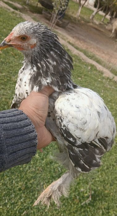 Brama tovuqlar va xuroz sotiladi!!