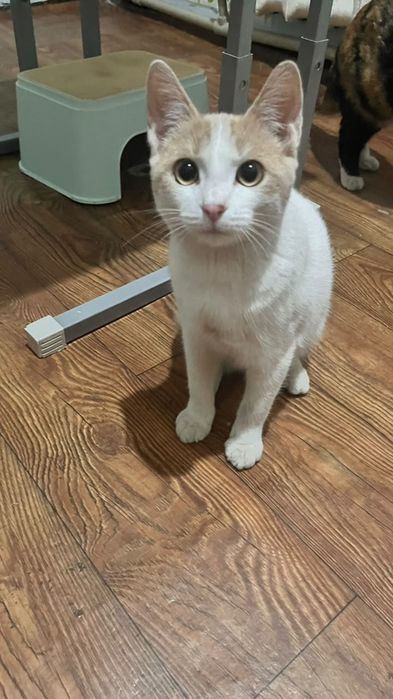 Отдам  кота шустрый игривый