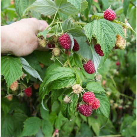 Малина кӯчатлар,Саженцы малины