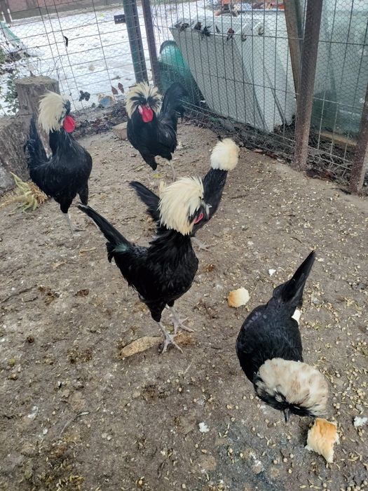 Moțată olandeză (cocoș)