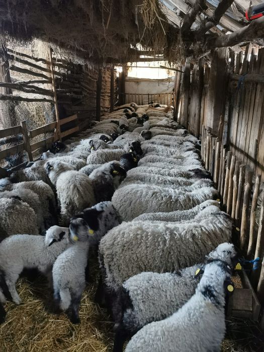 Mieluțe si berbecuți