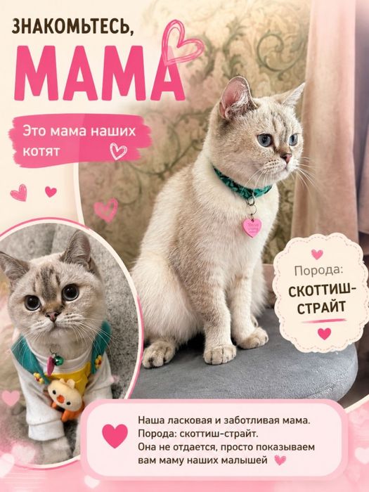 Отдаем котят в очень добрые руки!