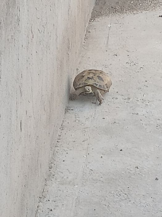 Черепаха тасбака 5.000