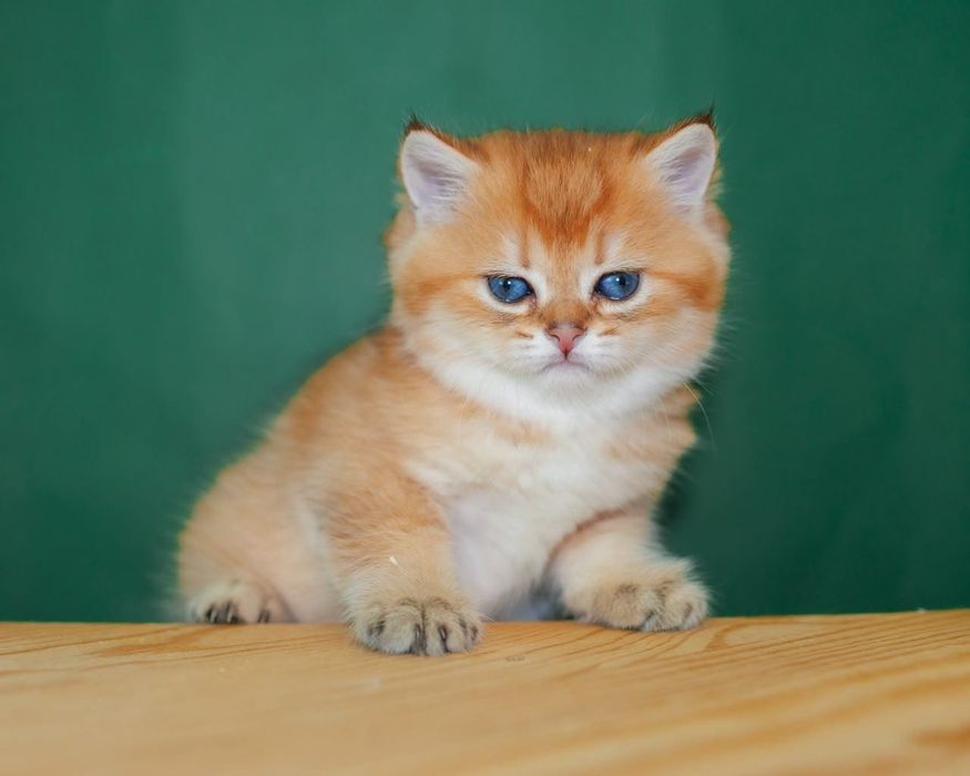 Золотые шиншиллы британские котята