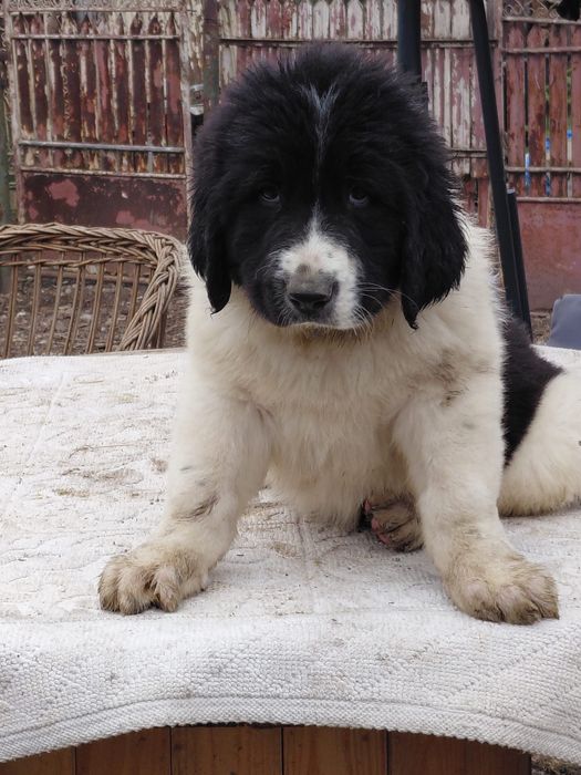 Ciobanesc Romanesc de Bucovina