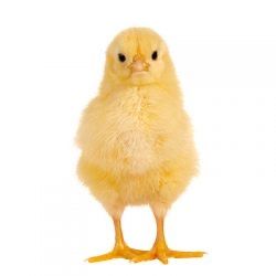 Pui de o zi carne ross 308