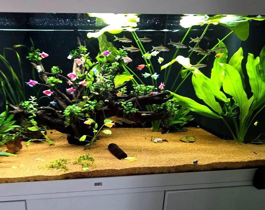 Tetra color glow